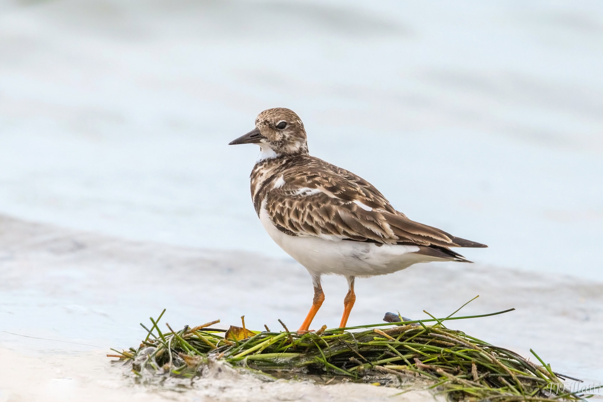 bird of florida image 18